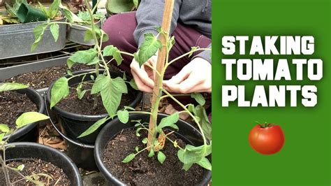 how to stake tomatoes|How to Stake Tomatoes in 4 Simple Steps .